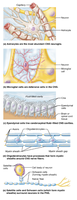 Types of glial cells in CNS and PNS