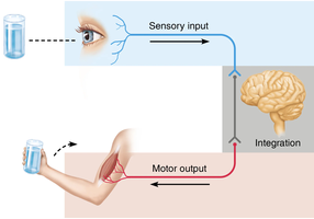 Diagram showing sensory input, integration, and motor output