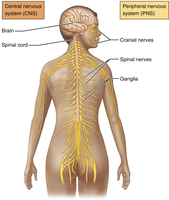 Diagram of CNS and PNS divisions in the human body