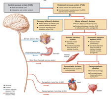 Flowchart of nervous system divisions and functions