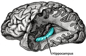 Hippocampus location in the brain