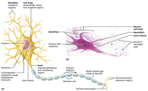 Neuron structure with dendrites, soma, and axon