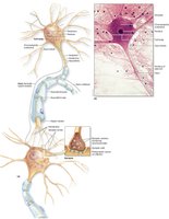 Neuron cell body (soma) and its features