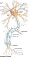 Axon structure and direction of impulse