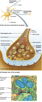 Synapse structure and neurotransmitter release