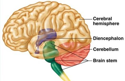 Major regions of the brain labeled