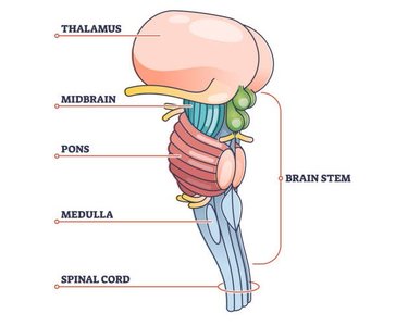 Diagram of the brainstem and its components
