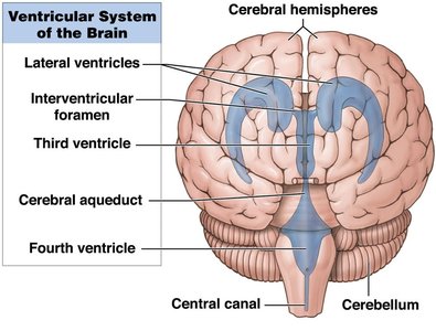 Ventricular system of the brain
