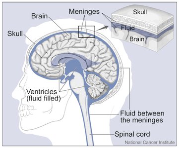 Diagram of brain protective layers including meninges and skull