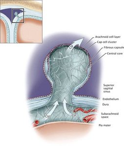 Arachnoid granulation villi and CSF flow
