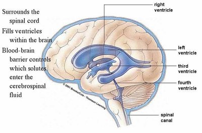 Choroid plexus and CSF production