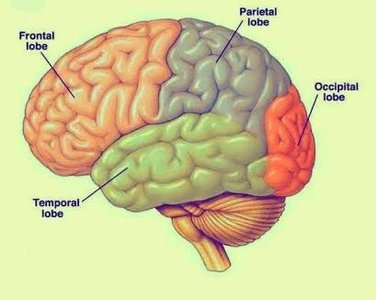Lateral view of the cerebrum showing lobes