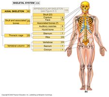 Diagram of axial and appendicular skeleton divisions