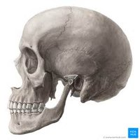 Major sutures of the cranium