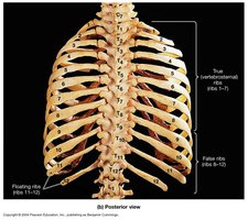 Posterior view of the thoracic cage