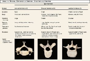 Comparison of vertebrae types