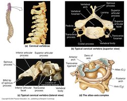 Cervical vertebrae and atlas-axis complex