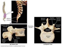Lumbar vertebrae, lateral and superior views