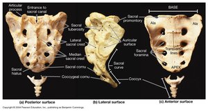 Sacrum and coccyx anatomical features