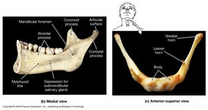Mandible and hyoid bone anatomical features