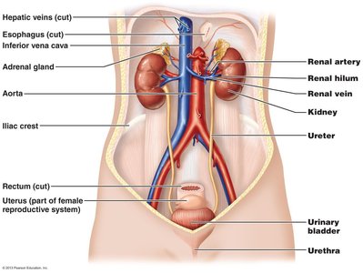 Anatomy of the urinary system showing kidneys, ureters, bladder, and associated blood vessels