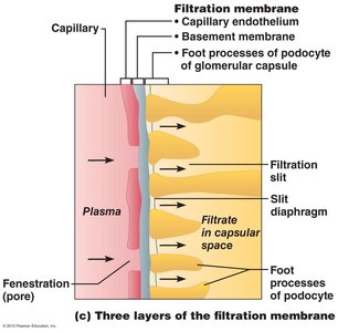 Three layers of the filtration membrane