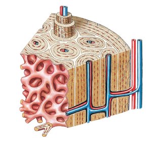 Osteon and Trabecular Bone