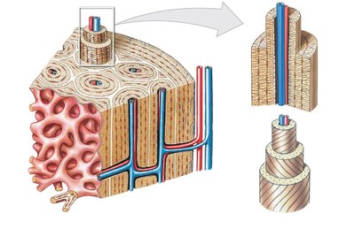 Organization of Osteons and Lamellae
