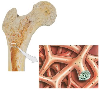 Structure of Spongy Bone