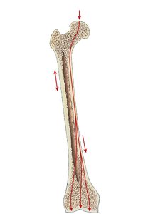 Forces on Bone Shaft
