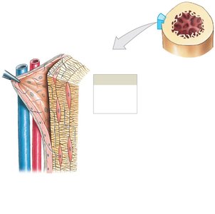 Periosteum and Endosteum
