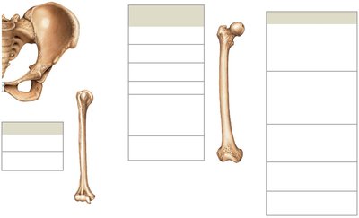 Bone Markings Part 2