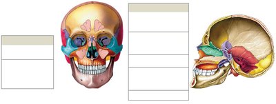 Bone Markings Part 1