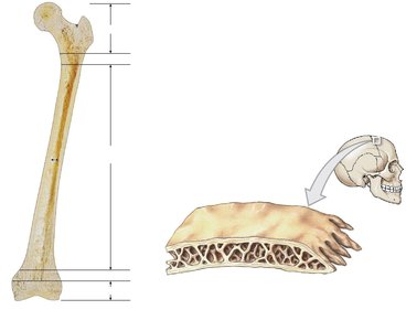 Structure of a Long Bone and Flat Bone