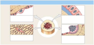Types of Bone Cells