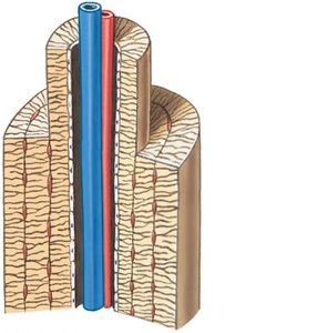 Structure of Compact Bone
