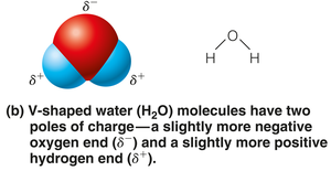 Water molecular model