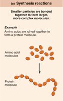 Synthesis reactions: formation of protein from amino acids