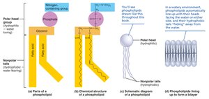 Phospholipid structure