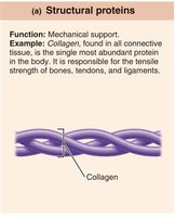 Structural proteins: collagen