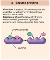 Enzyme proteins: catalysis