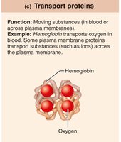 Transport proteins: hemoglobin