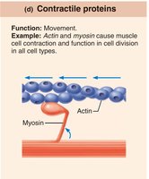 Contractile proteins: actin and myosin