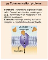 Communication proteins: insulin