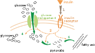 Diagram of insulin signaling and glucose uptake