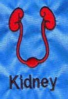 Diagram of kidneys and urinary tract