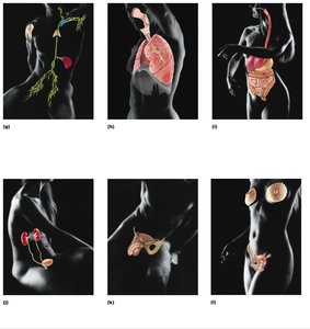 Organ systems and their major functions (part 2)