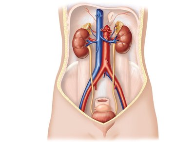 The urinary system