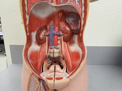 Human Torso Model - Kidneys, adrenal glands, urinary bladder