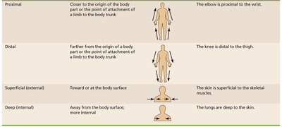 Orientation and Directional Terms Table (continued)